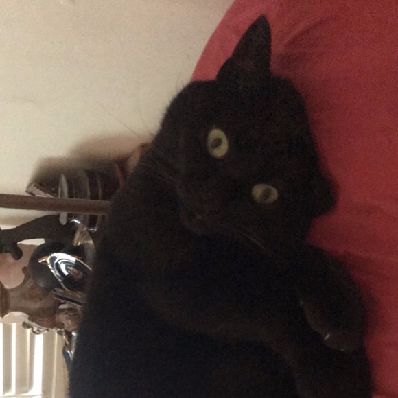 Meet your Posher, Chiara - Picture 1 of 2